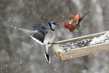 Female Cardinal feisty and tough, standing up and driving off Blue Jay off feeder during heavy snowstorm