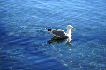 A seagull floats on a blue and turquoise shallow seawater