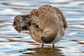 Long-billed Dowitcher standing in a lake.