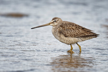 Long-billed Dowitcher standing a lake.