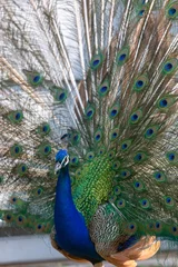 Fotobehang Peacock © leandro
