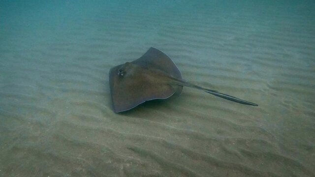 The southern stingray (Hypanus americanus) is a whiptail stingray found in tropical and subtropical waters of the Western Atlantic Ocean, Cartilaginous fish swimming at the beach.