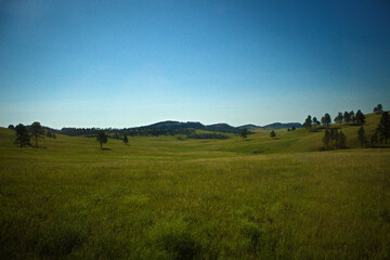 morning in the field