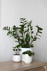 ZZ plant or Zamioculcas zamiifolia and African violet