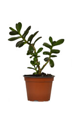 Jade tree in pot isolated on white background