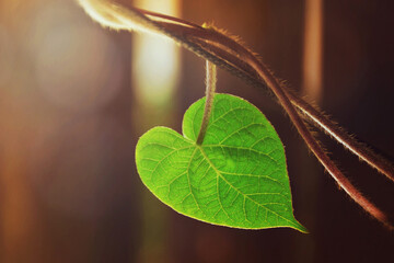 Close up of heart shaped leaf on brown background with copy space. Love concept.