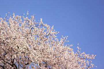 青空の中で満開の暖流桜	