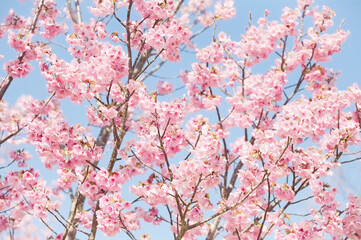 ハイキー調に写した河津桜	