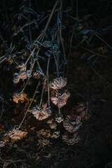Frost Covered Dahlia Flowers in the garden