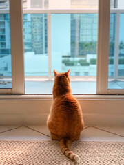 Ginger Cat Looking out the Window in Miami Beach, FL, US