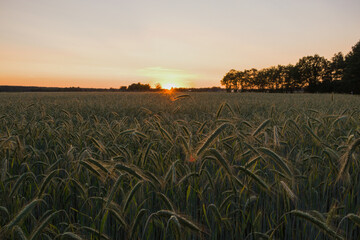 An organic crop field of ears of rye (secale cereale) in the sunset light | Vertical picture