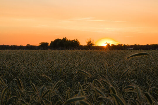 An incredible sunset in an organic rye field (secale cereale) | Horizontal picture