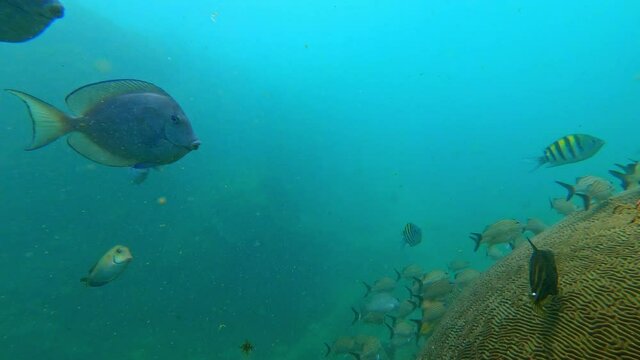 Underwater scenery with a school of fish among the corals at coral reef of the Bocas del Toro, Panama. Impressive swimming school of bluestriped grunts (Haemulon sciurus).