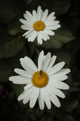 white daisy flower 