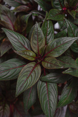 Green leaves with red