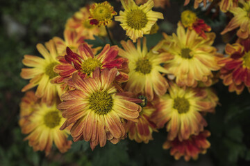 Yellow flowers adorning the garden