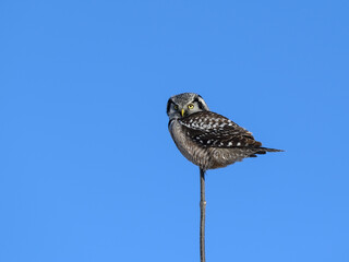Northern Hawk Owl Perched on Top of the Tree on Blue Sky