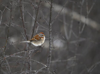 American Tree Sparrow Sitting on Tree Branch in Winter