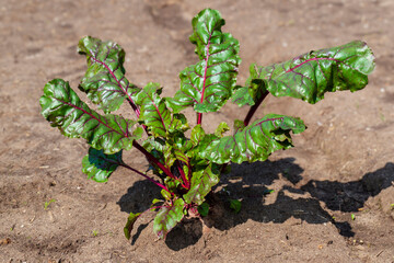 Beetroot in the ground