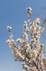 Cherry blossoms against a bright blue sky.