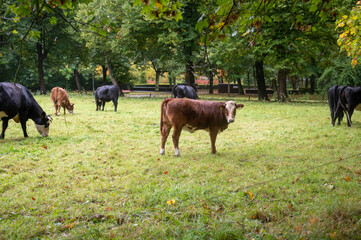 ows grazing on farmland. autumn landscape