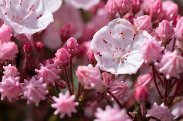 Mountain Laurel Blooming in the Appalachian Spring
