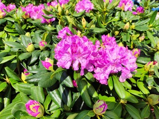 Fototapeta premium Rhododendron