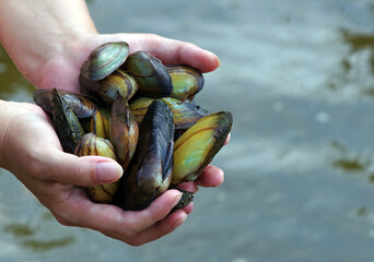 freshwater pearl mussels. river shells in hands. - obrazy, fototapety, plakaty