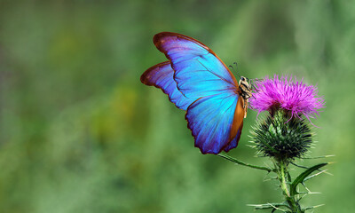 Colorful blue tropical morpho butterfly on purple thistle flower  © Oleksii