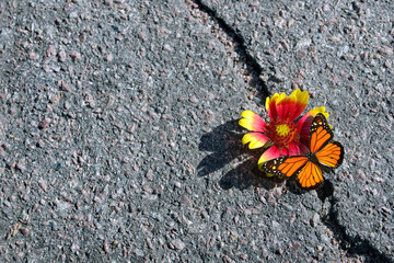 Crack on the asphalt road. A crack in the asphalt and bright monarch butterfly on a beautiful flower. Copy spaces.	 - obrazy, fototapety, plakaty