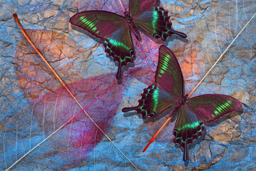 bright colorful Papilio maackii butterflies on an abstract background of skeletonized leaves and...