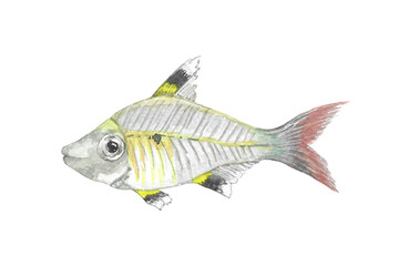 Obraz premium Animal illustration: X-ray fish, watercolor