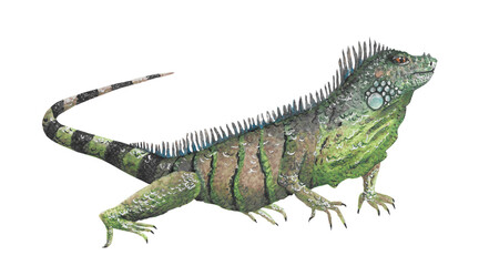 Animal illustration: Iguana lizard, watercolor - obrazy, fototapety, plakaty