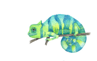 Animal illustration: blue and green chameleon © Kateryna