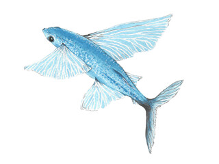Animal illustration: flying fish or flying cod