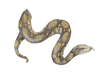Animal illustration: brown snake, watercolor