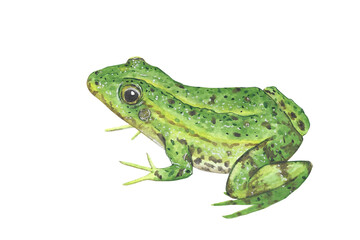 Animal Illustration: frog, watercolor, isolated