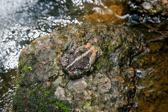 Sapo cururu na cachoeira preparando para se alimentar de inseto.
