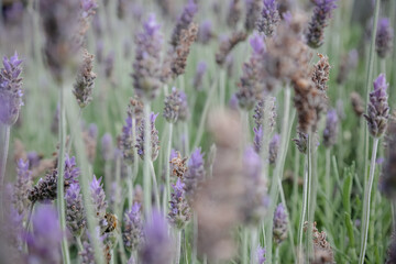 Laundry on the edge of a wonderful mountain.
