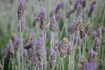 Laundry on the edge of a wonderful mountain.
