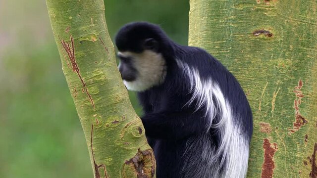 Black-and-white colobus or colobi - Colobus guereza, monkey native to Africa, related to red colobus monkey of Piliocolobus, long tail, female with young child cub on the tree in Kenya.