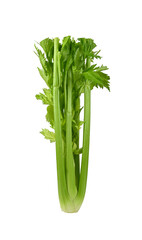 celery isolated on a white background