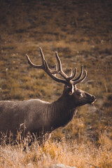 Naklejka na ściany i meble Majestic bull elk at sunrise in the mountains of Colorado