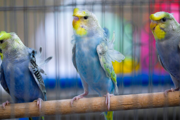 blue and yellow macaw