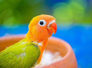 blue and yellow macaw