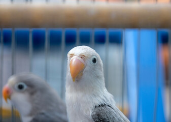 blue and white parrot