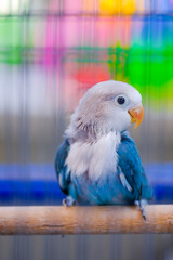 blue and yellow macaw
