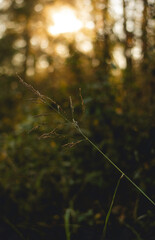 Simple Plant Picture At Sunset