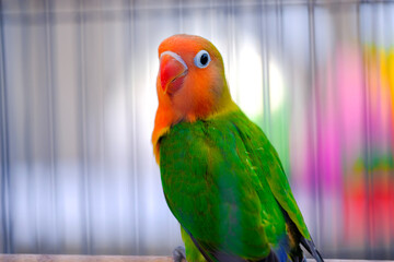 red and yellow macaw