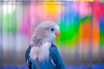 blue and yellow macaw